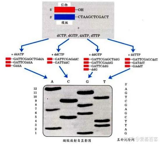 基因组测序公司_全基因组重测序_基因组测序怎么做